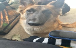 German Shepherd dogs for sale: German shepherd girl - Image 3