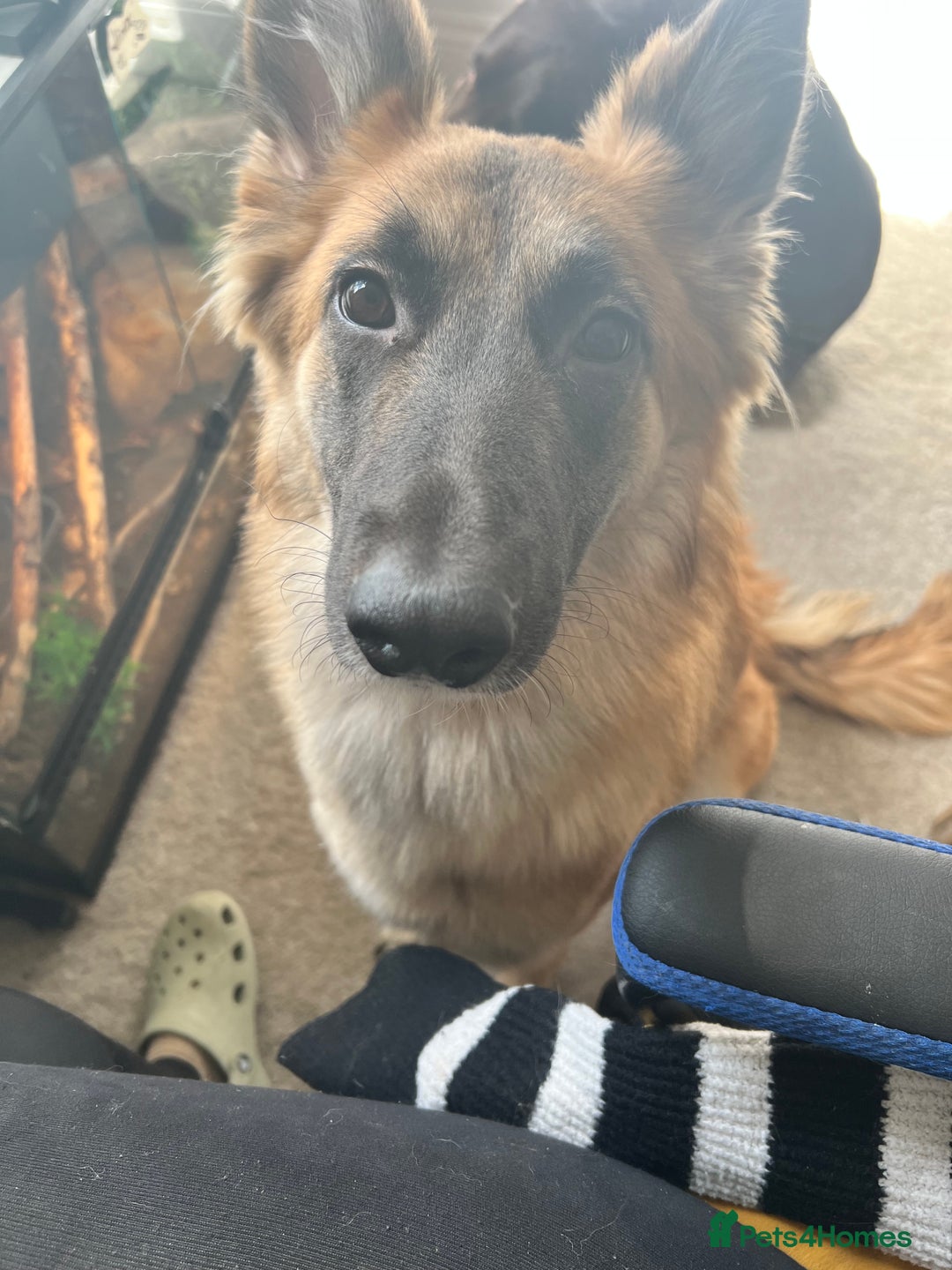 German Shepherd dogs for sale: German shepherd girl - Image 3