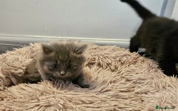 British Shorthair cats for sale: 4 lovely kittens - Image 16