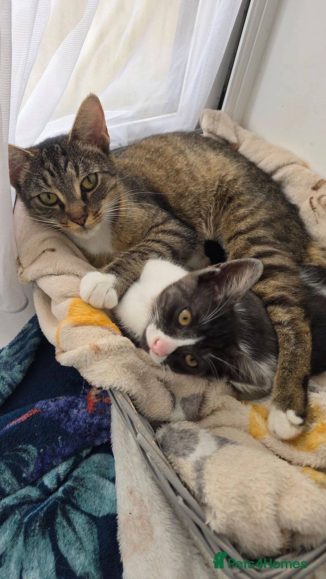 Egyptian Mau cats for sale: Beautiful 1/4 Egyptian Mau - Advert 4