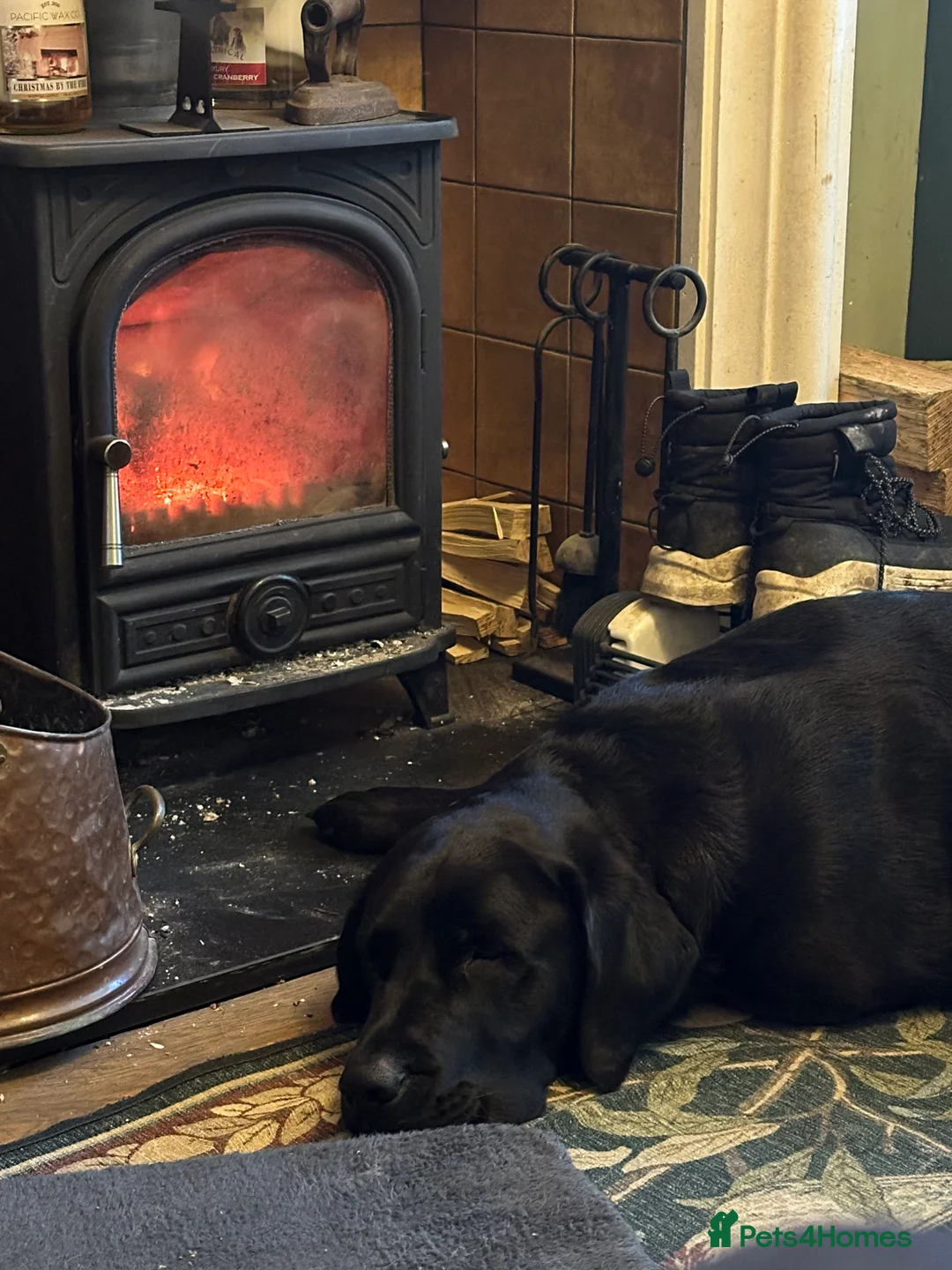 Mixed Breed dogs for sale: Beautiful mastador neutered male - Advert 2