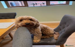 Cockapoo dogs for sale: Gorgeous F1 B cockapoos for sale - Image 2