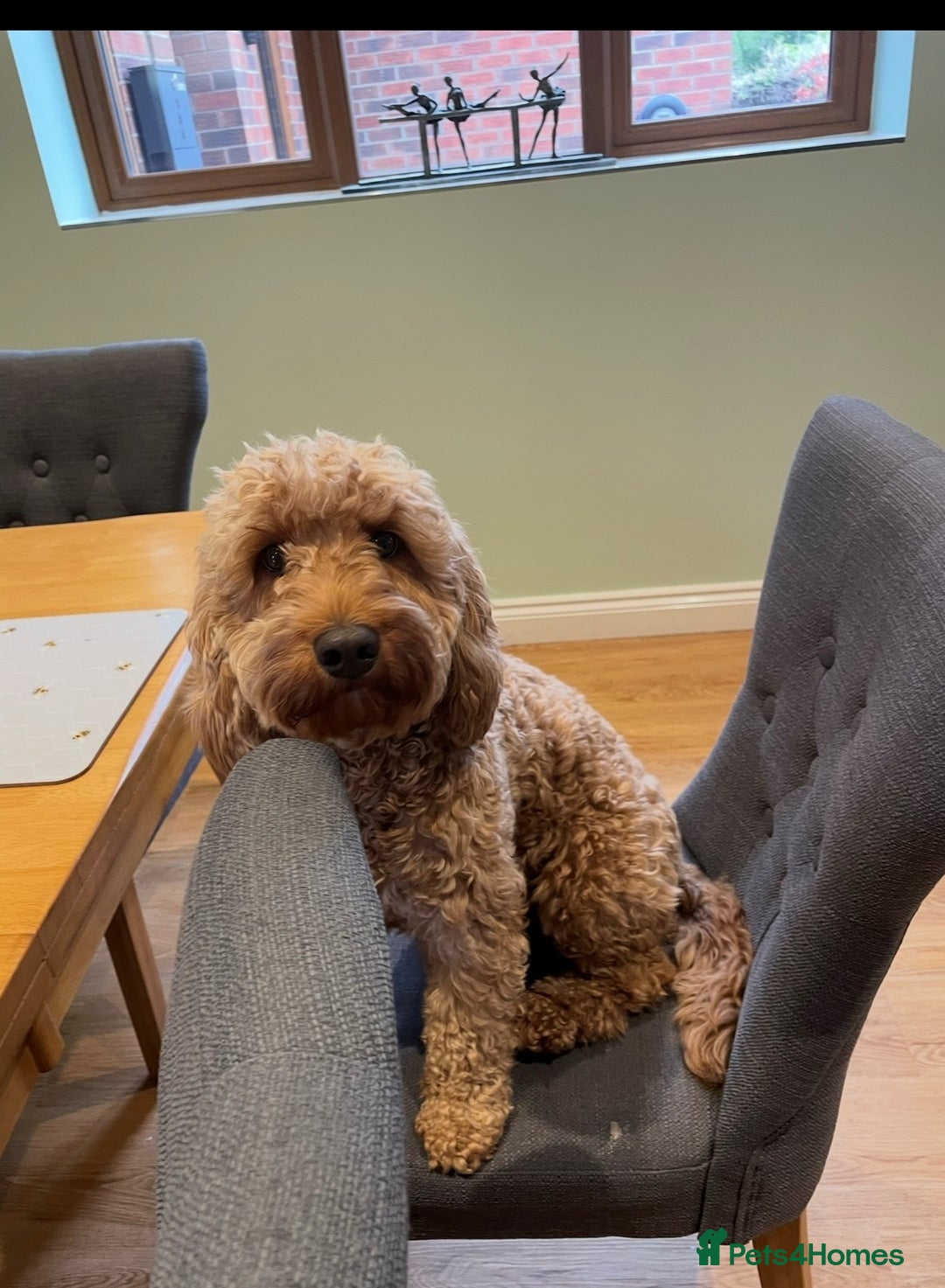 Cockapoo dogs for sale: Gorgeous F1 B cockapoos for sale - Image 2