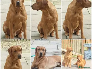 Labrador Retriever dogs Fox Red Labrador - Advert 8