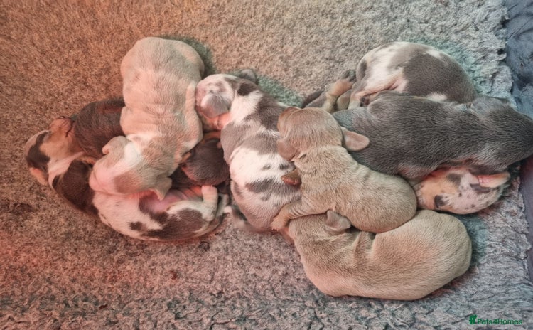 Dachshund dogs 8 Smooth Haired miniature dachshund pups  - Advert 2