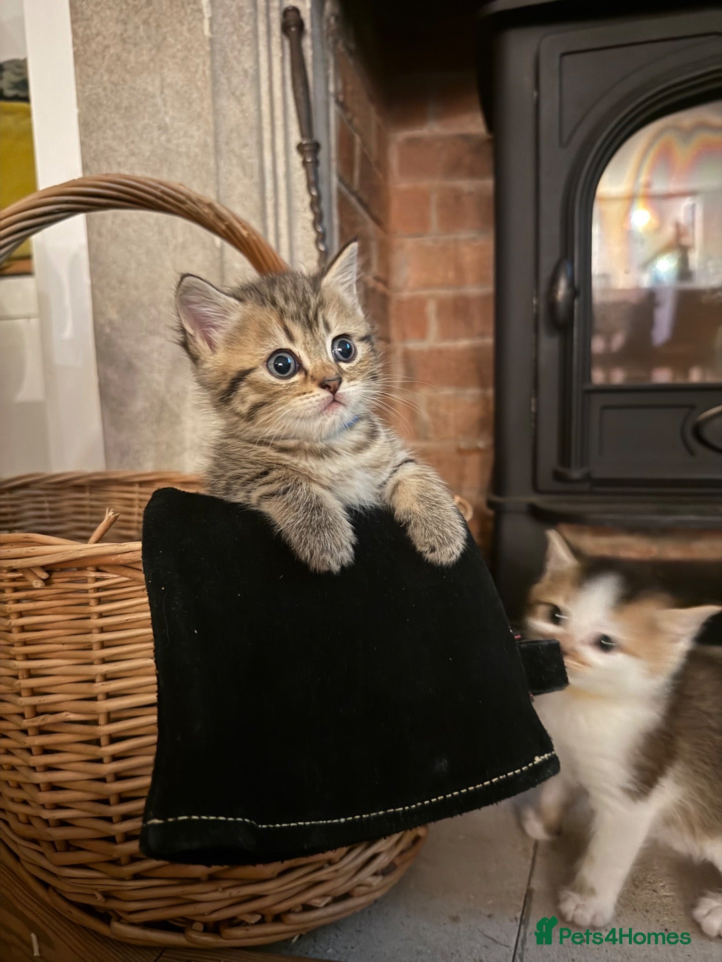 Scottish Fold cats 🩷Scottish fold x kittens 🩷 - Advert 2