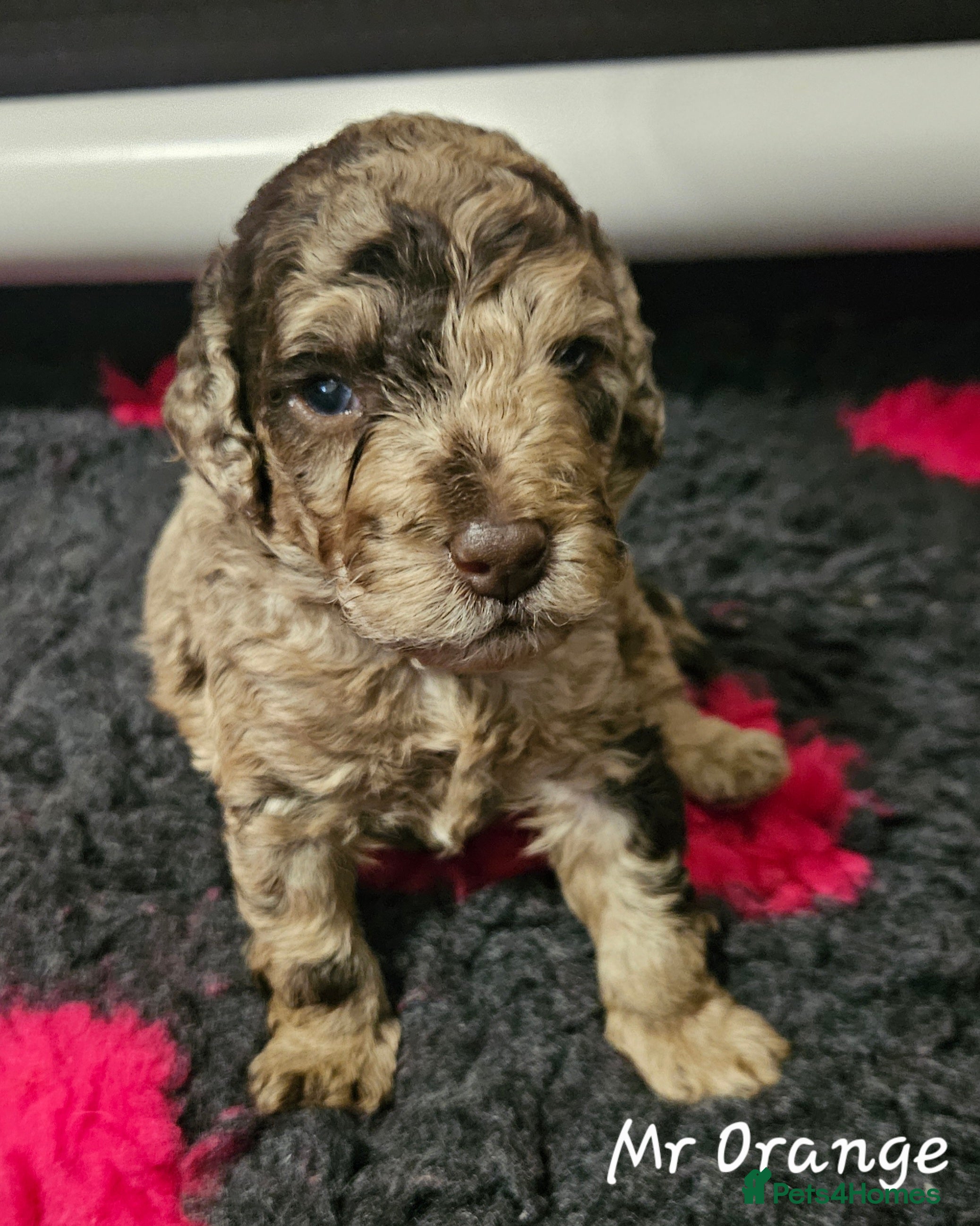 Cockapoo dogs F1b Choc Merle/Choc Cockapoo's  - Advert 10