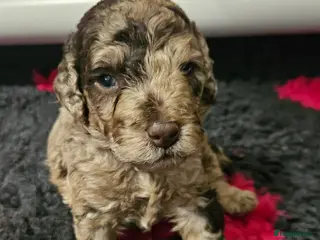 Cockapoo dogs F1b Choc Merle/Choc Cockapoo's - Advert 10