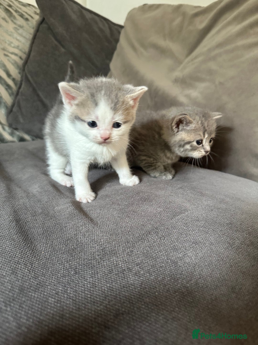 British Shorthair cats for sale: British shorthair cross - Image 18