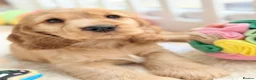 Cocker Spaniel dogs for sale: Champion Bloodline KC Show Cocker Spaniel Puppies  - Advert 5