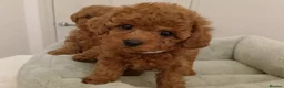 Cavapoo dogs for sale: Adorable Toy Cavapoo Girl Puppies  - Advert 7