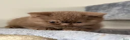 British Shorthair cats for sale: Stunning cinnamon British shorthair  - Advert 13