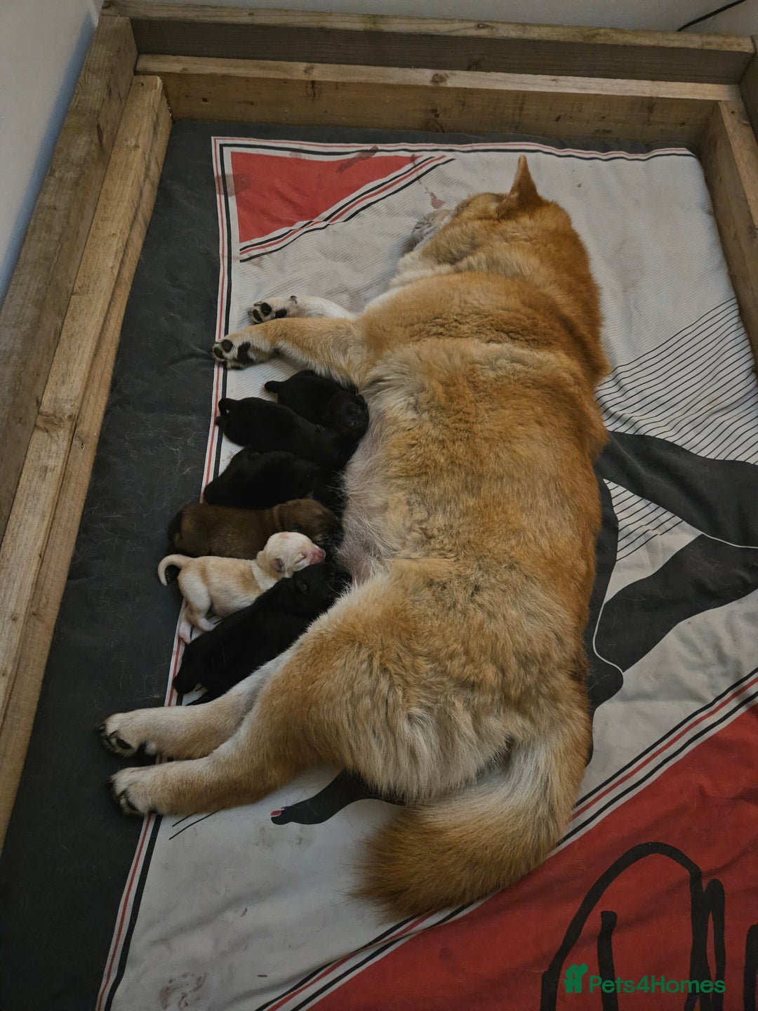 Chow Chow dogs for sale: Chow chow puppies  - Image 18