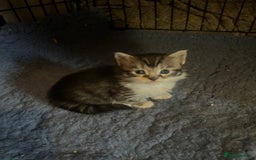 Maine Coon cats for sale: Maine coon kittens  - Image 11