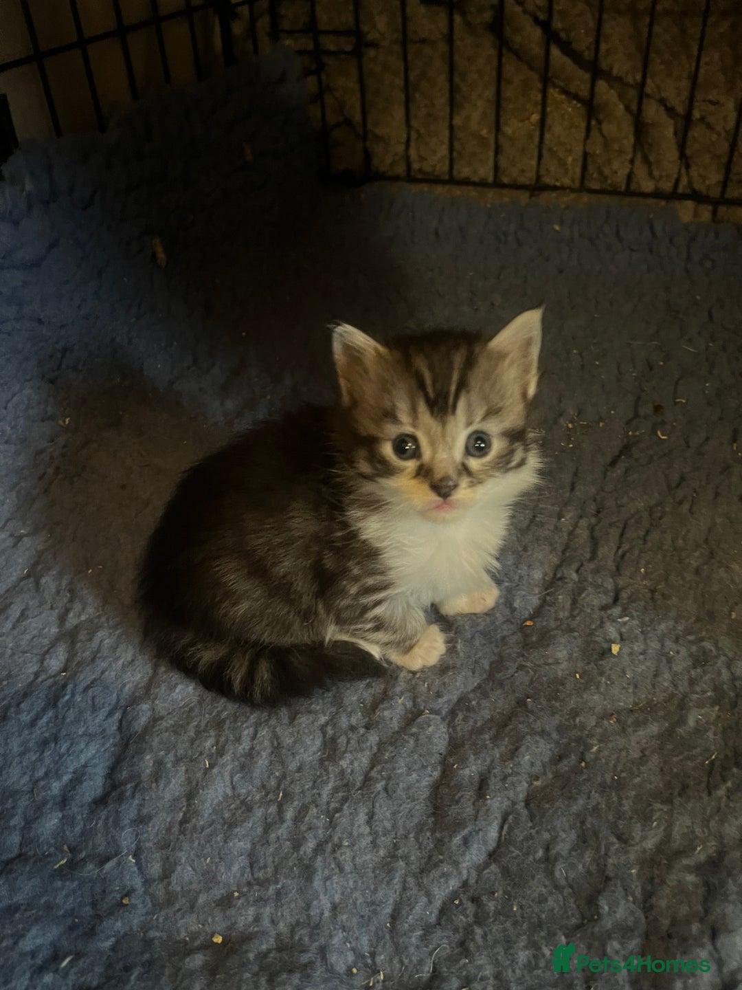 Maine Coon cats for sale: Maine coon kittens  - Image 11