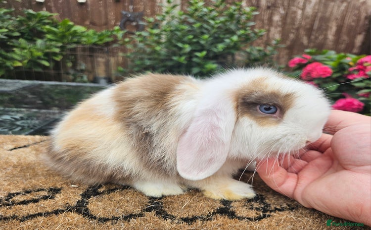 Mini Lop rabbits - Advert 3
