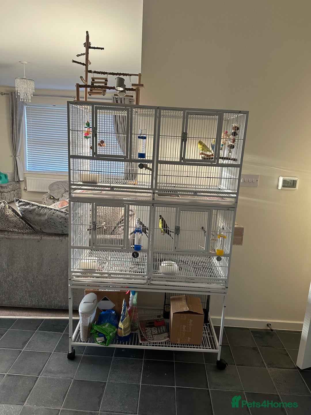 Budgerigars birds for sale: Budgies and cages for sale! - Advert 2