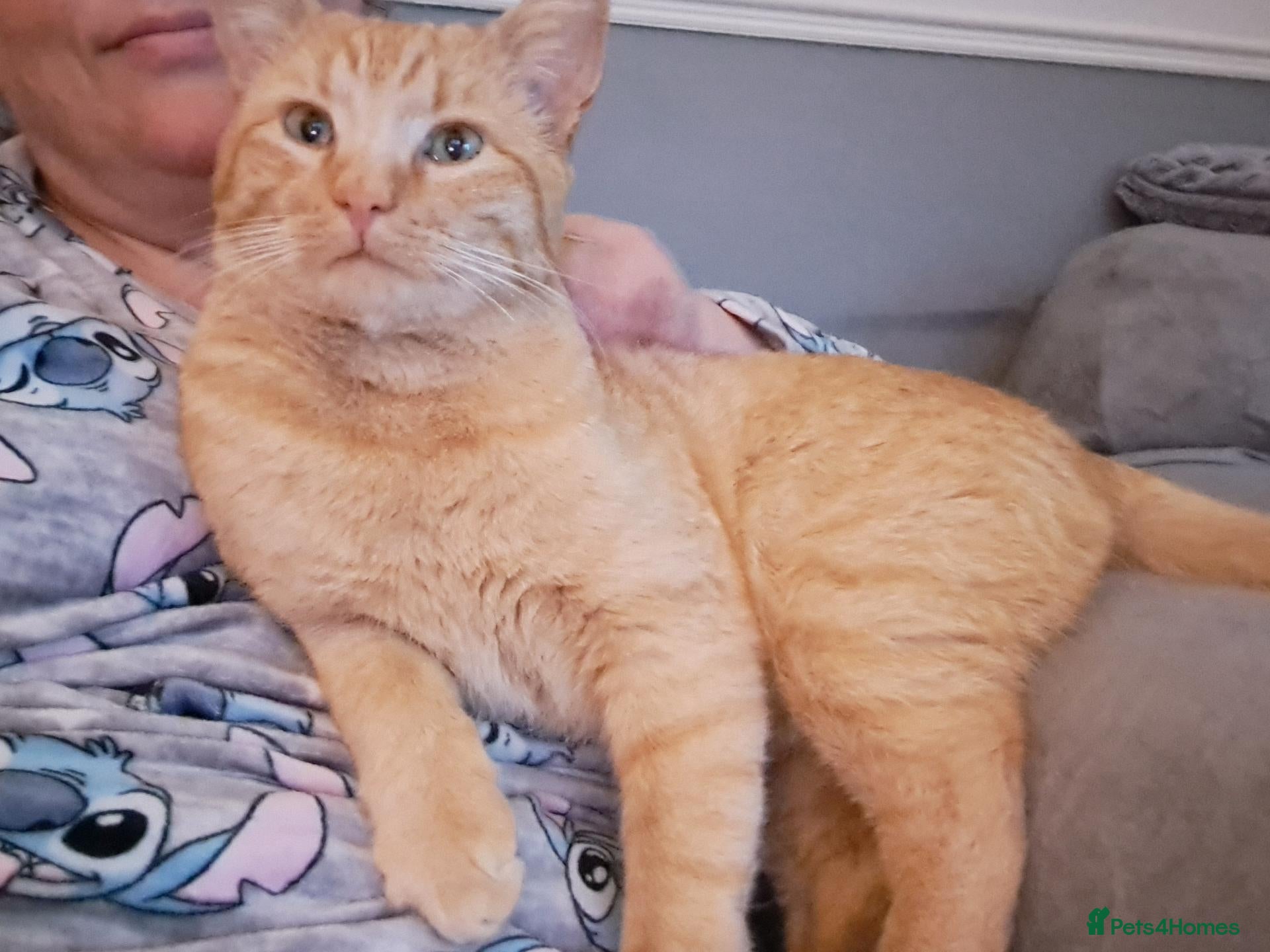 Mixed Breed cats Very special female adopter needed - Advert 1