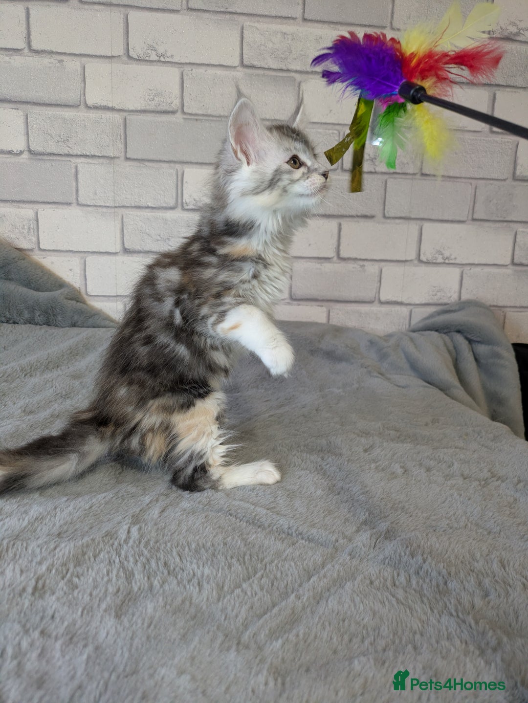 Maine Coon cats for sale: Full pedigree Maine coon kittens - Advert 13