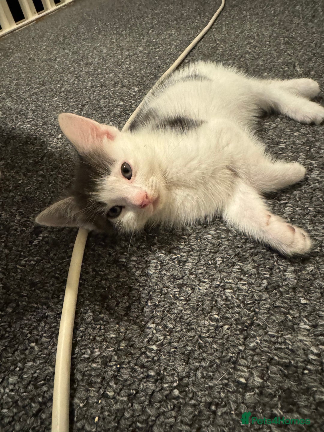Mixed Breed cats for sale: 2 Grey and White, and 2 Fluffy Grey Kittens - Image 2