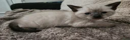Mixed Breed cats for sale: 3 beautiful kittens  in Stockton-on-Tees - Advert 4