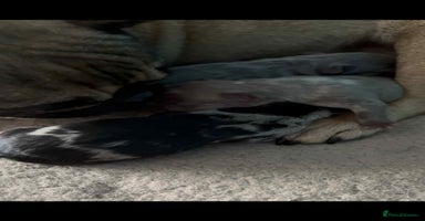 French Bulldog dogs - Advert 4