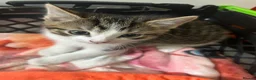British Shorthair cats for sale: 4 adorable kittens looking for loving homes - Advert 6