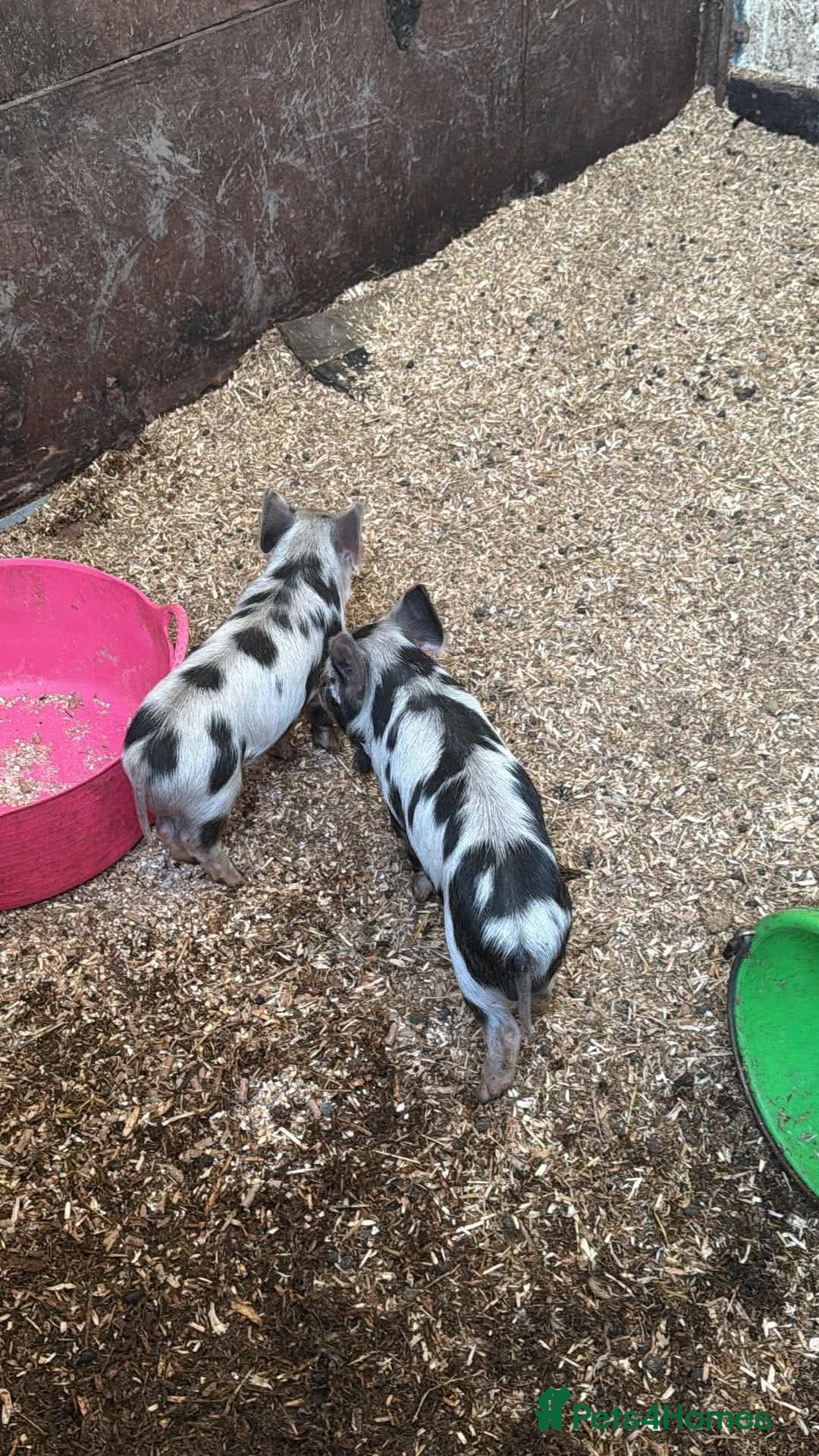 Pig livestock Full breed male kunekune piglets  - Advert 2