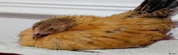 Chickens poultry for sale: Indoor Therapy Serama Hen -  Highly Tame - Advert 31