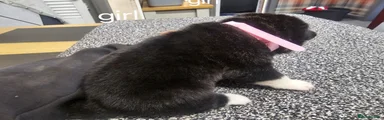 Akita 6