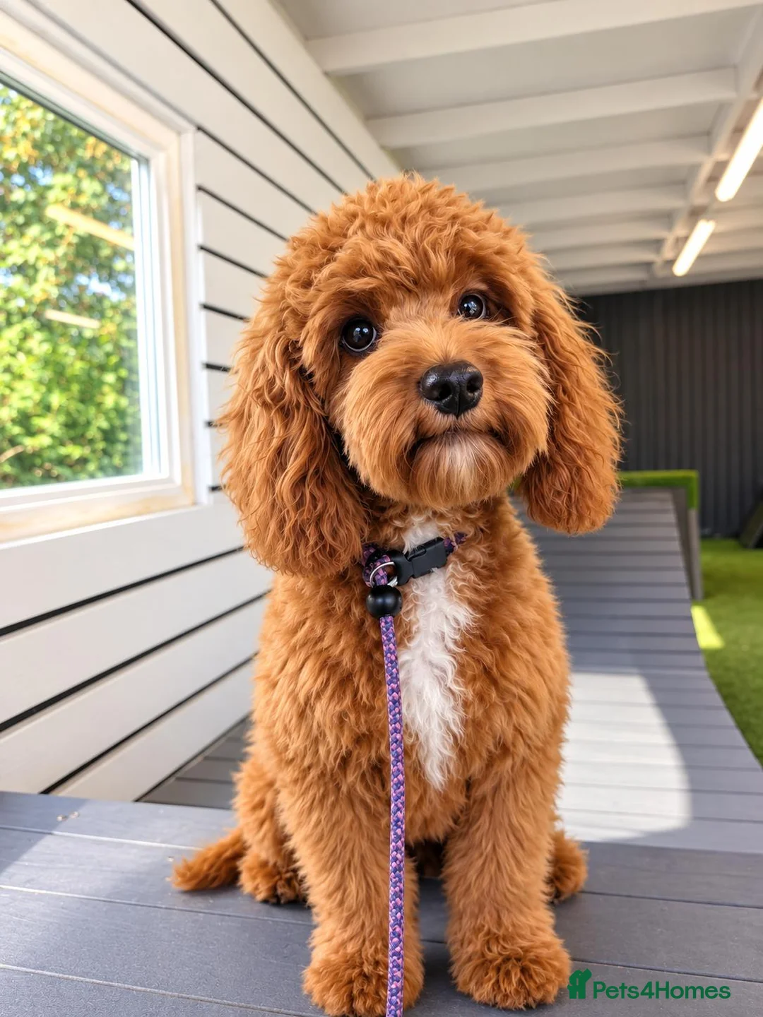 Maltipoo dogs for sale: Advanced trained maltipoo  - Advert 1
