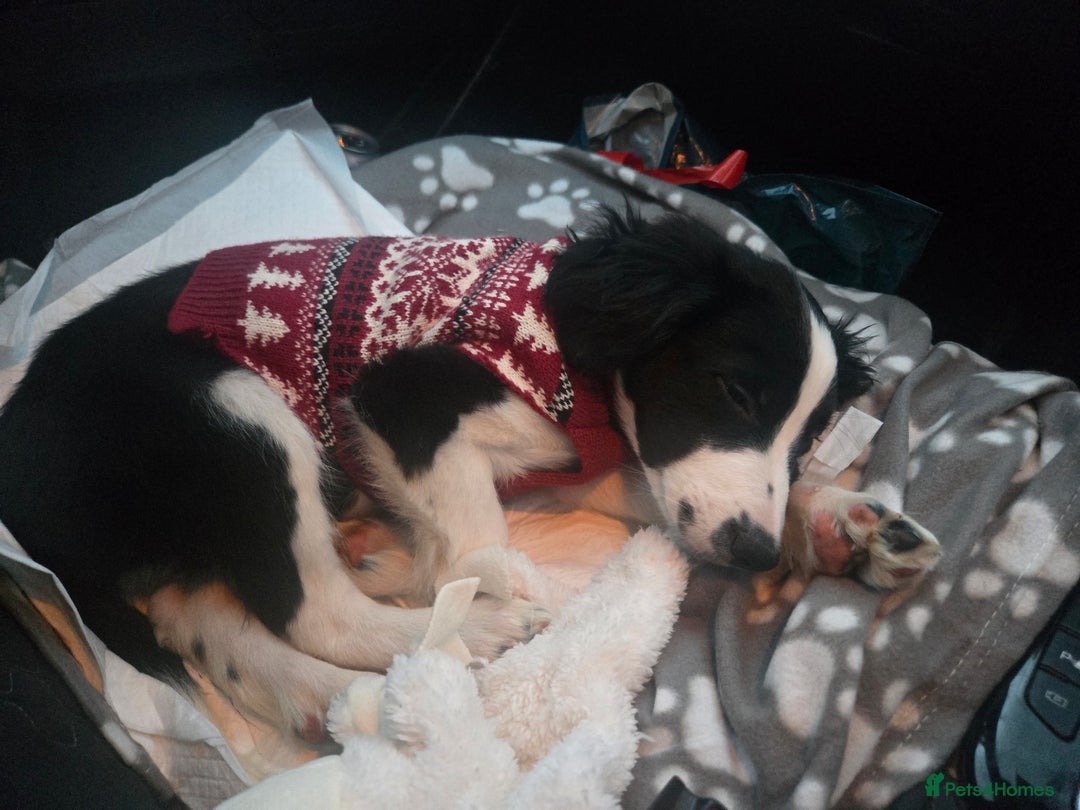 Sprollie dogs for sale: black and white collie cross springer spaniel  - Advert 6