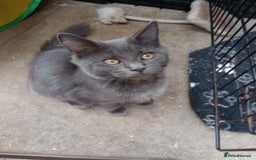 Maine Coon cats for sale: Maine coon purebred Xl - Image 13