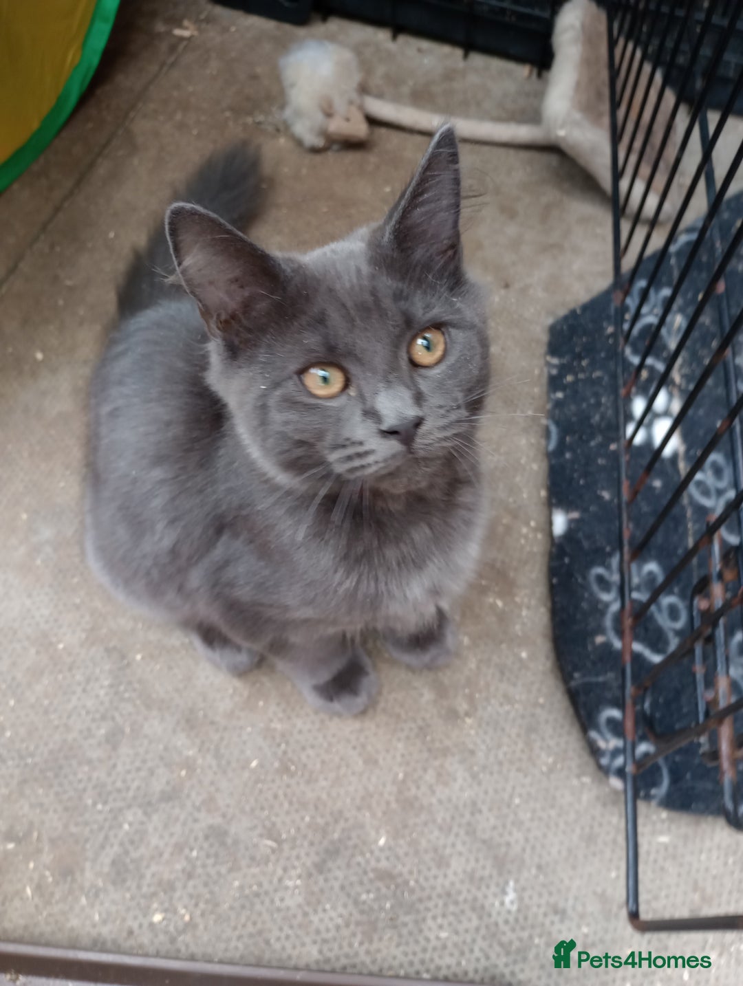 Maine Coon cats for sale: Maine coon purebred Xl - Image 13