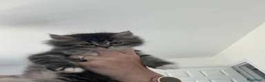Persian 2