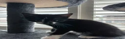 British Shorthair cats for sale: The Tuxedo Esquire, Sisters - Advert 22