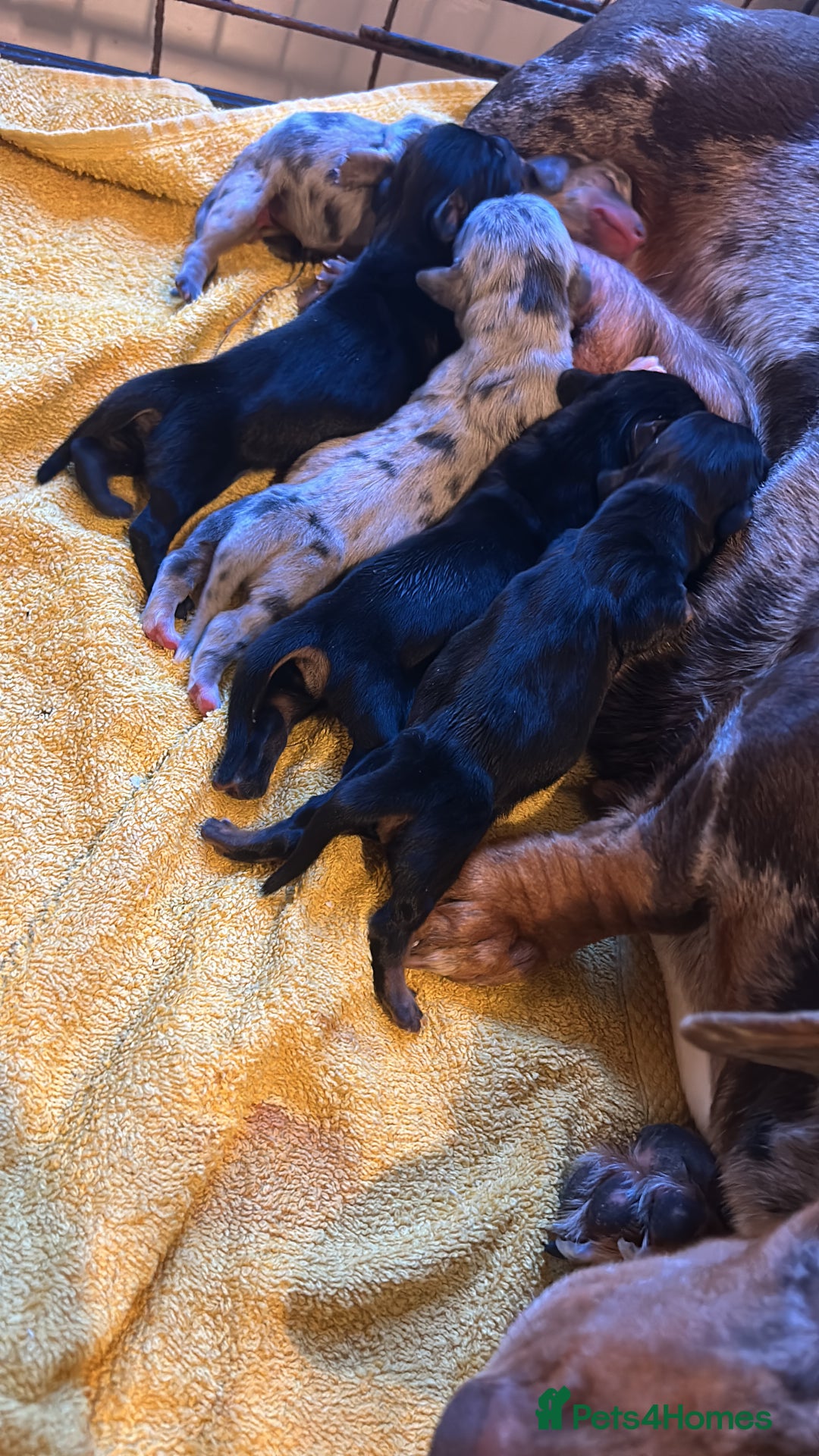 Miniature Dachshund dogs for sale: ***mini dachshunds *** - Advert 3