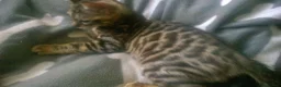Mixed Breed cats for sale: Cute and Playful Kittens - Advert 10