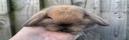 Mini Lop rabbits for sale: 🧡Gorgeous and friendly mini lop babies 🧡 - Advert 7