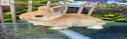 Mini Lop rabbits for sale: Mini lop / Mini lop cross orange / black bunnies - Advert 14