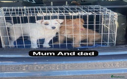 Jack Russell dogs for sale: Miniature Jack Russell puppies - Image 2