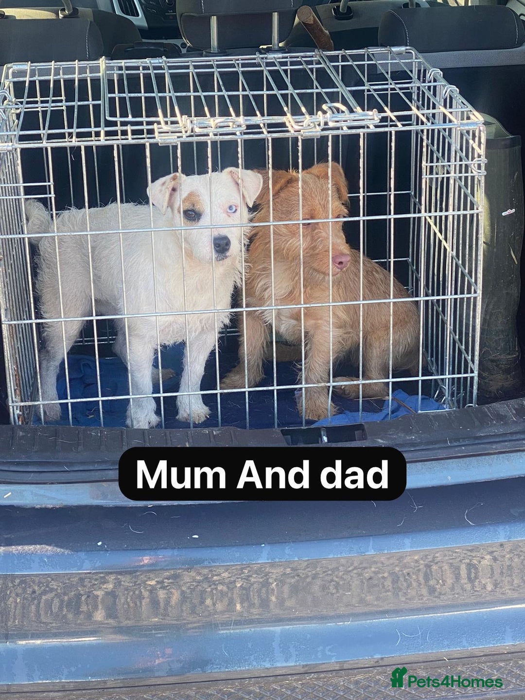 Jack Russell dogs for sale: Miniature Jack Russell puppies - Image 2