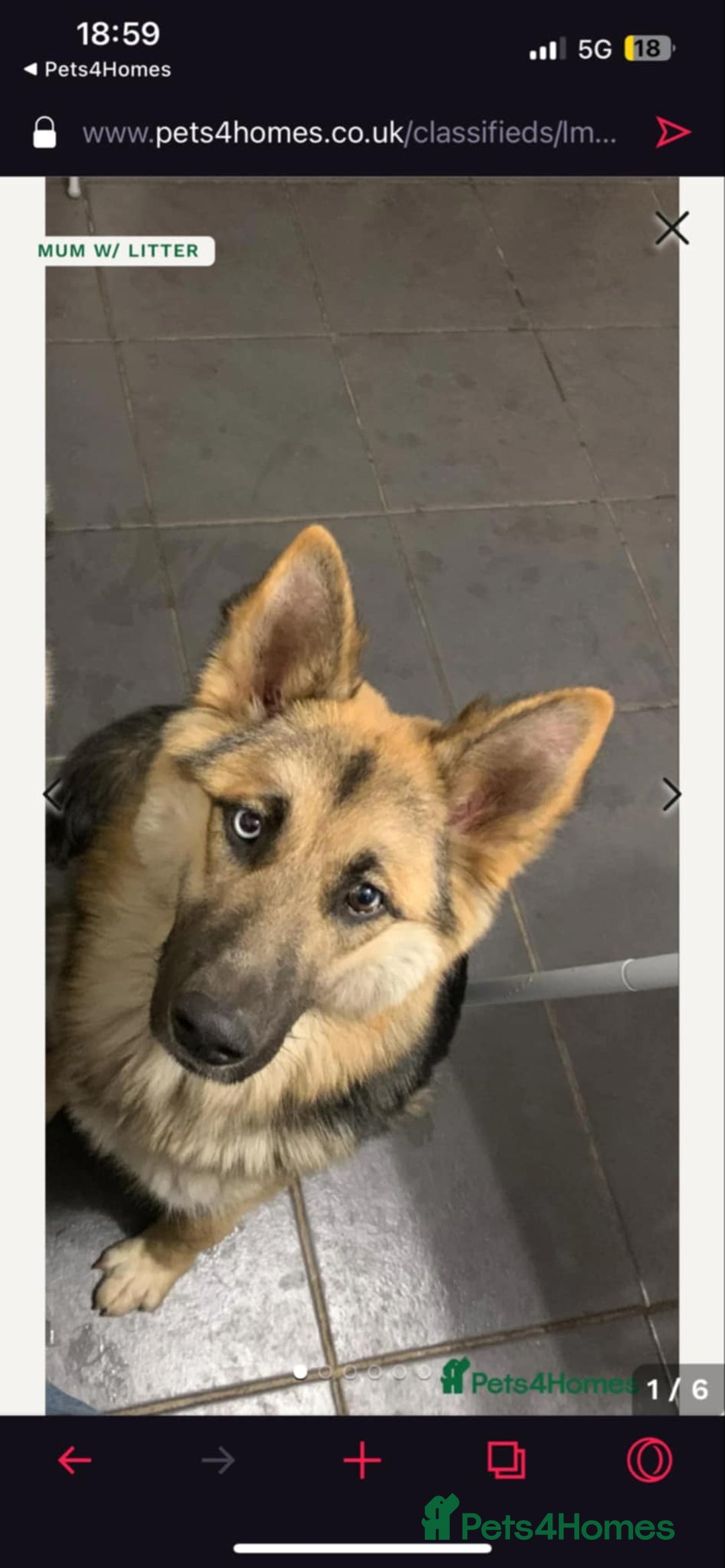 Mixed Breed dogs for sale: Gerberian Shepsky boy for sale - Image 2