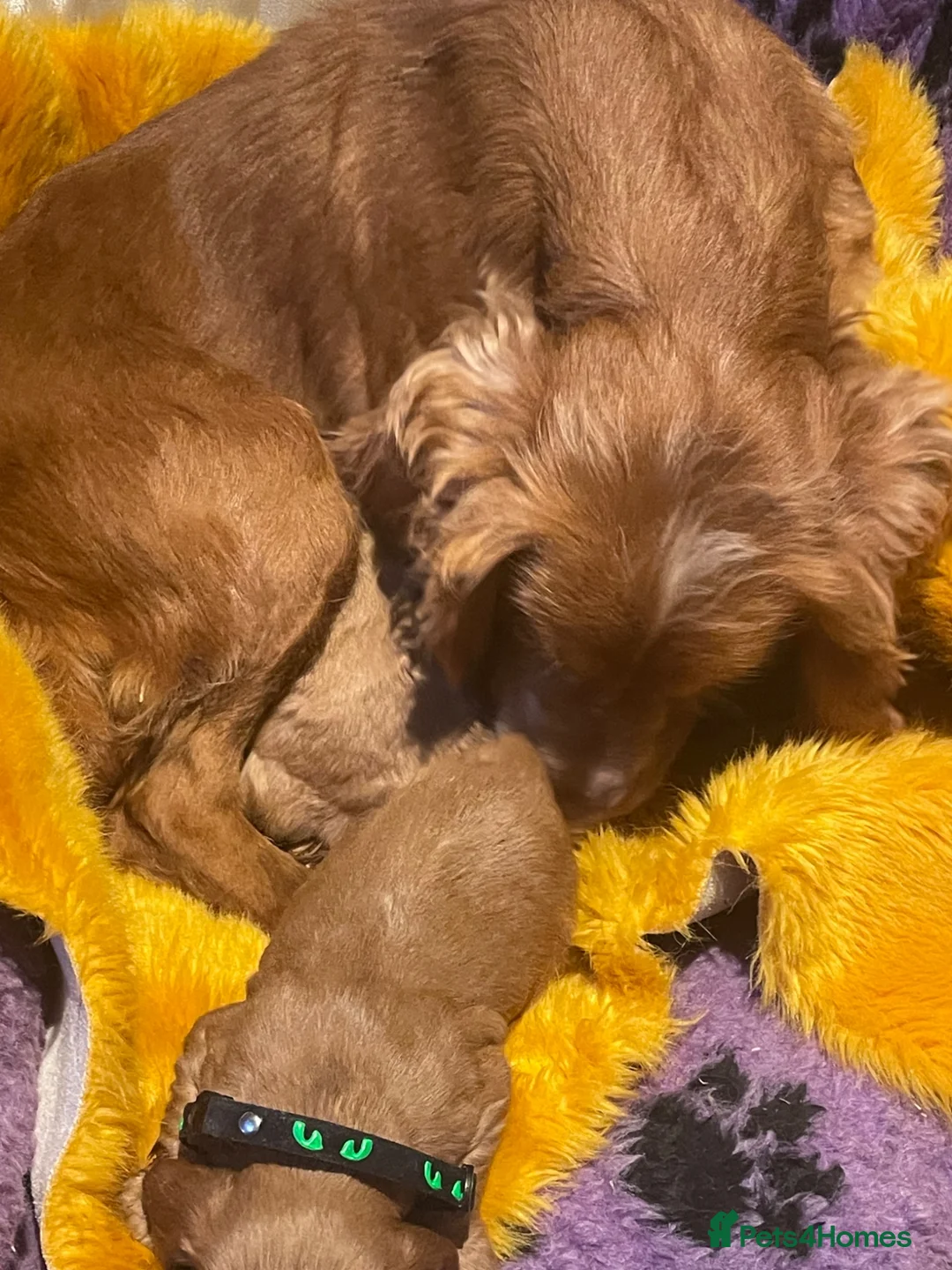 Cockapoo dogs for sale: Cockapoo F1 puppies  - Advert 2