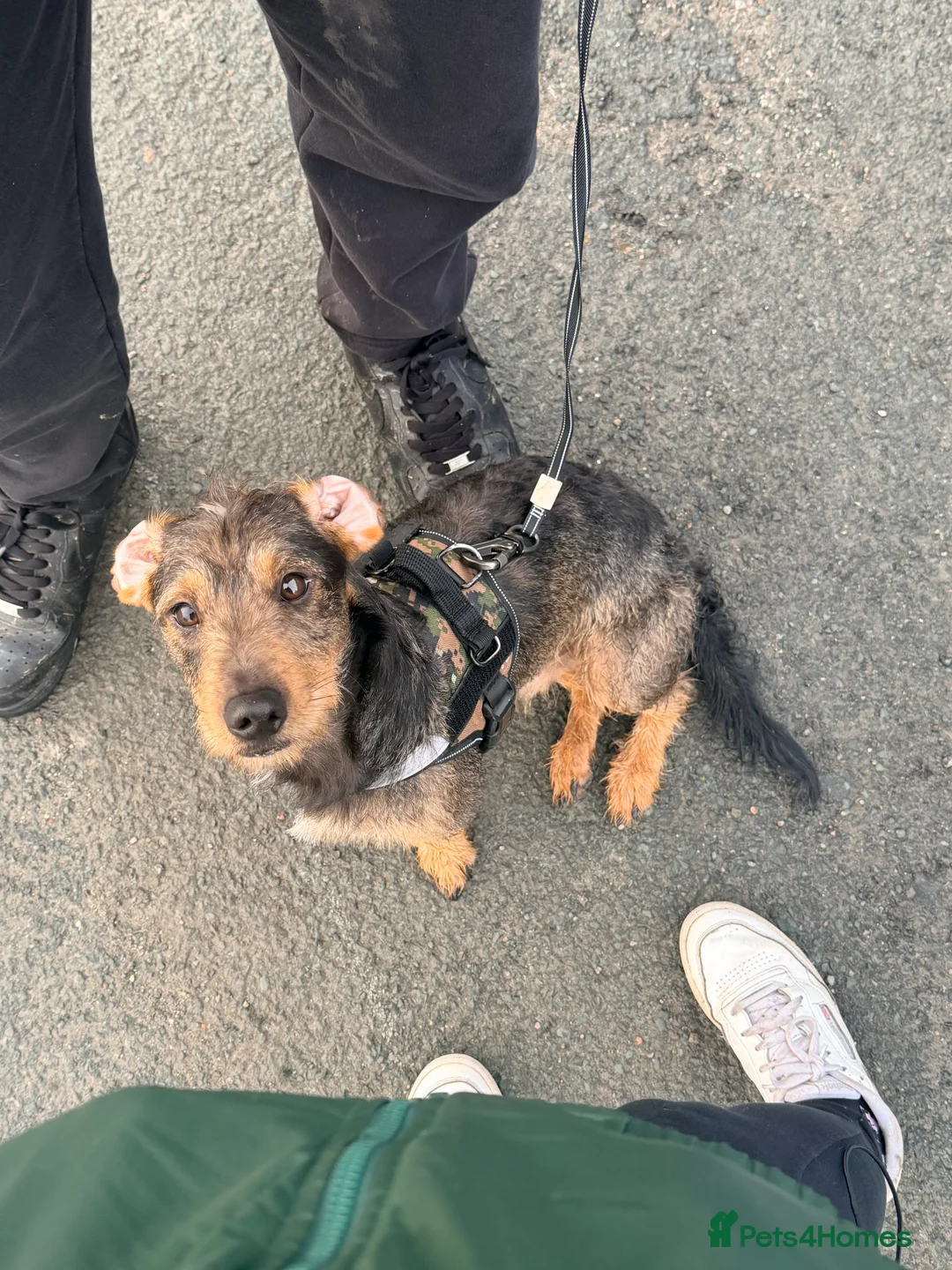 Airedale Terrier dogs for stud: Walter needs a mate! - Advert 3