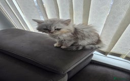 Maine Coon cats for sale: Gorgeous maine coon - Image 3