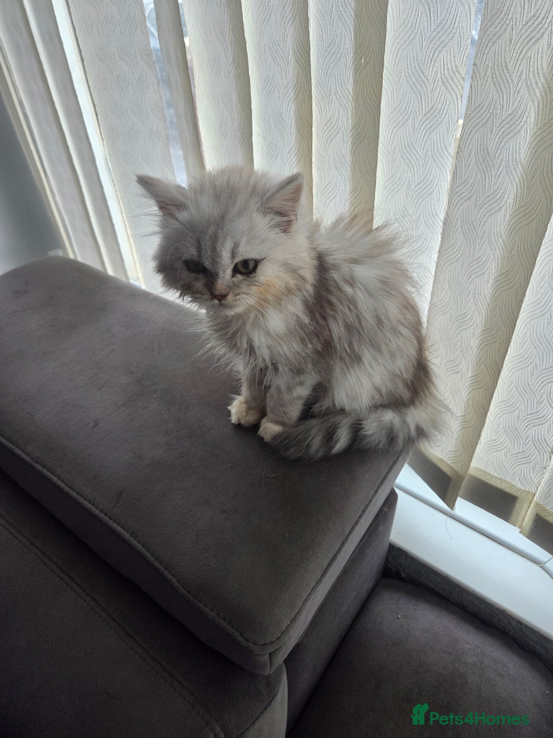 Maine Coon cats for sale: Gorgeous maine coon - Image 3