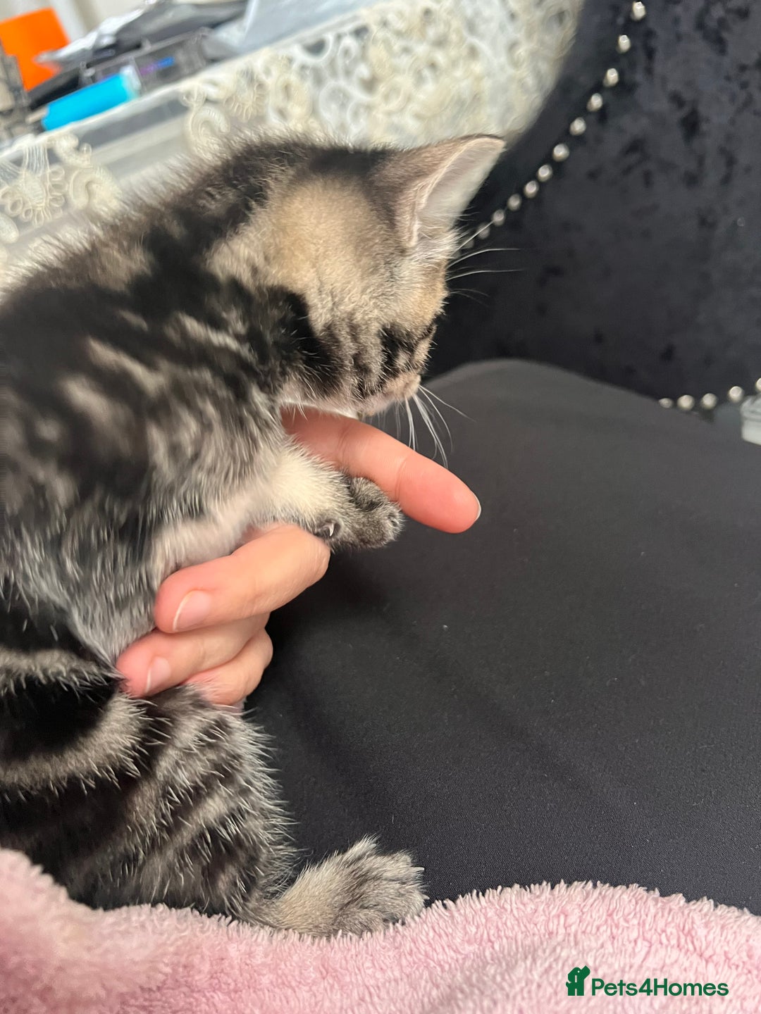 European cats for sale: Kittens available now taby ginger - Advert 17