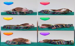 Welsh Springer Spaniel dogs for sale: Quality Welsh Springers | Exceptional homes only. - Image 2