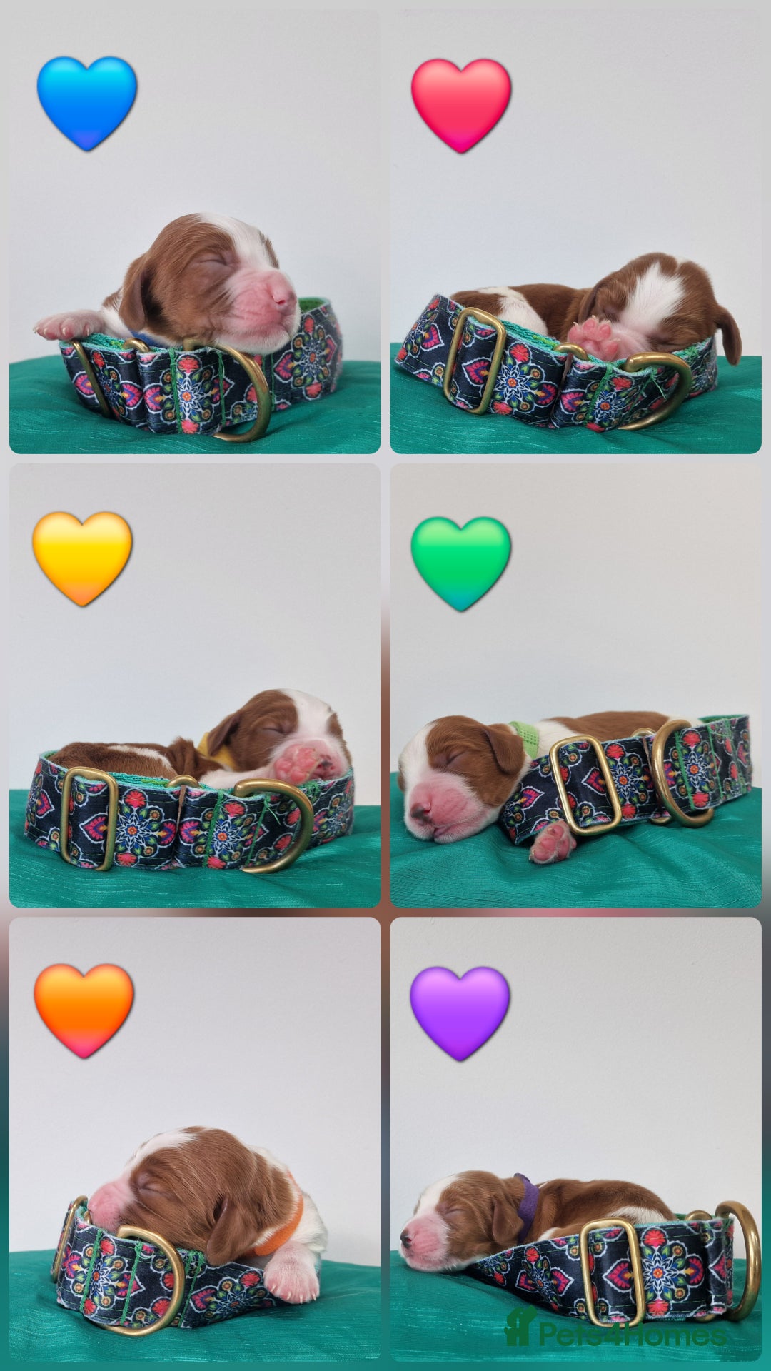 Welsh Springer Spaniel dogs for sale: Quality Welsh Springers | Exceptional homes only. - Image 2